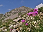 39 Armeria alpina (Spillone alpino) con cima di Corna Piana (2302 m) 